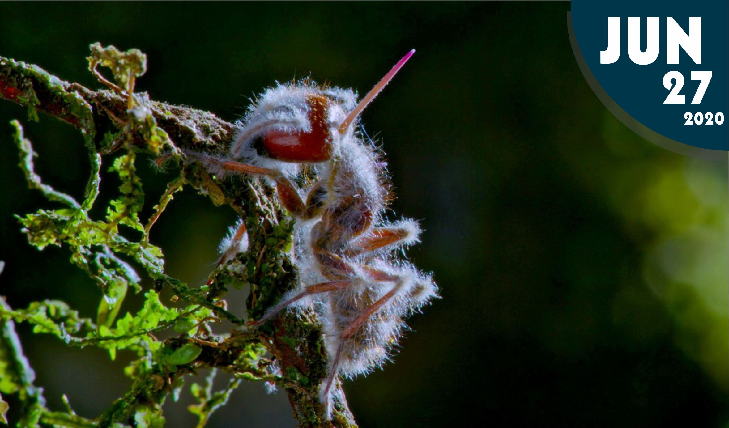 Hongos parásitos de insectos