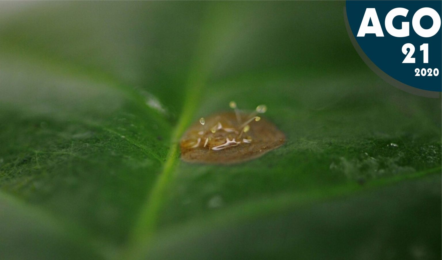 Ojo de gallo en cultivo de café Celuz AGRO