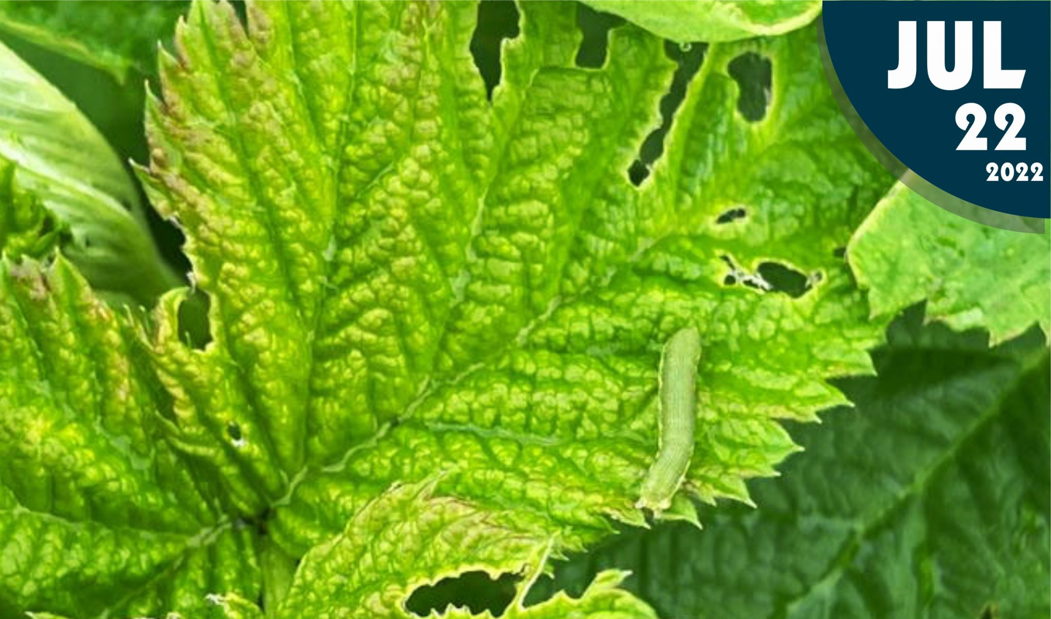 Gusano falso medidor Pseudoplusia includens Celuz