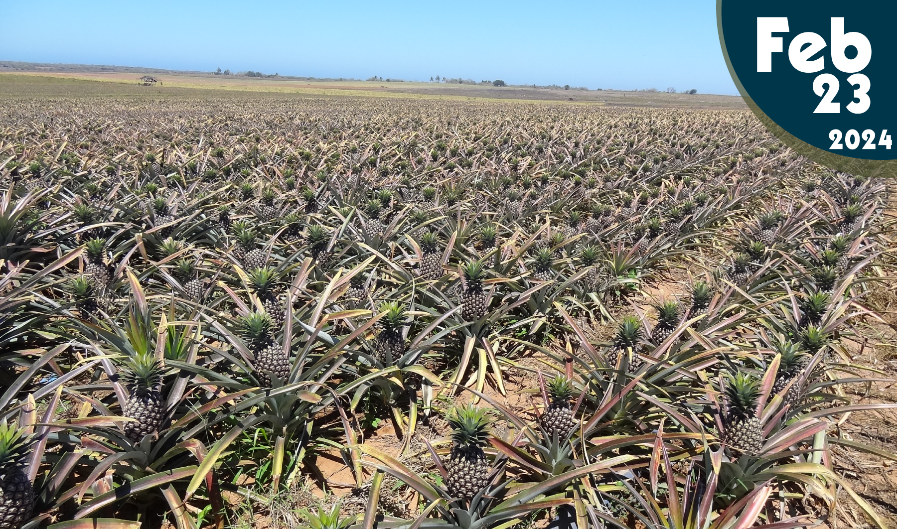 Cultivo de la Piña – Celuz AGRO