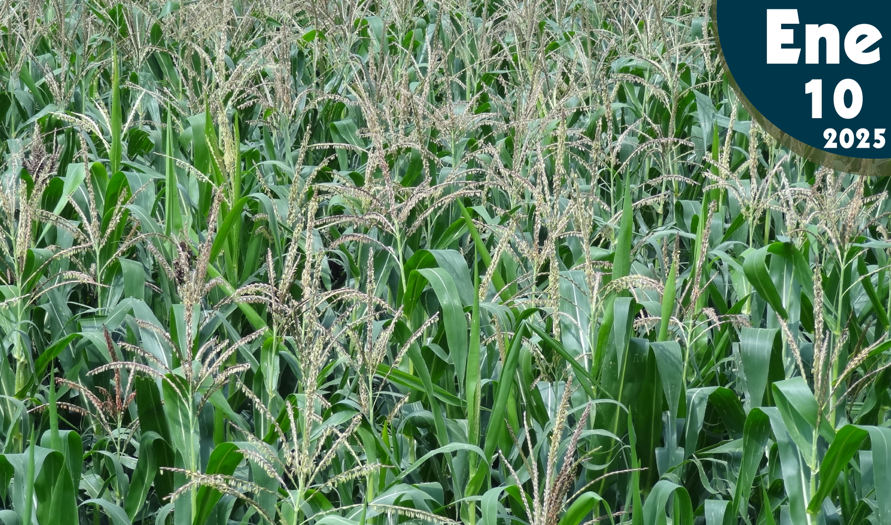 El Cobre (Cu) en las Plantas