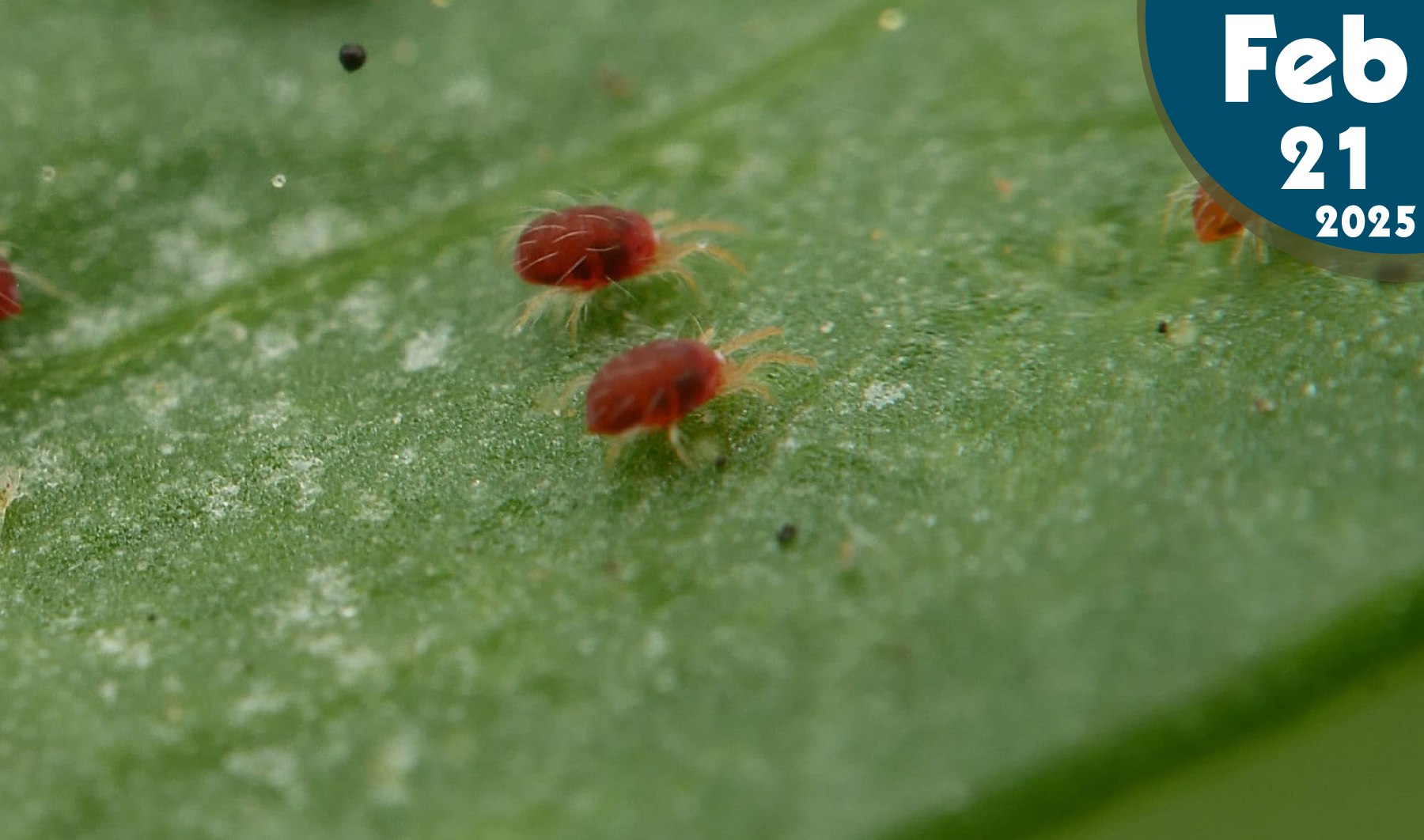 La Araña Roja