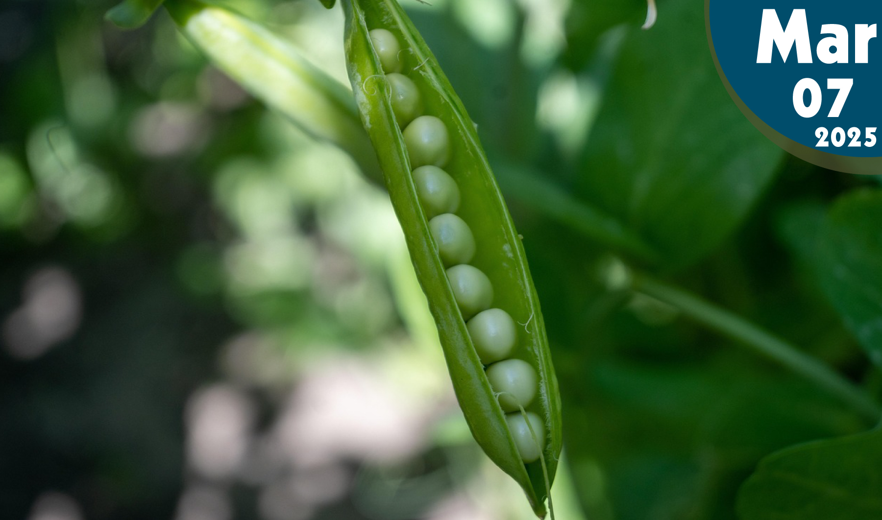 Cultivo de Chícharo