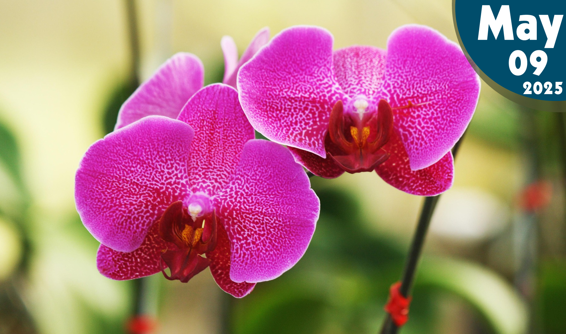 Cultivo de Orquídeas