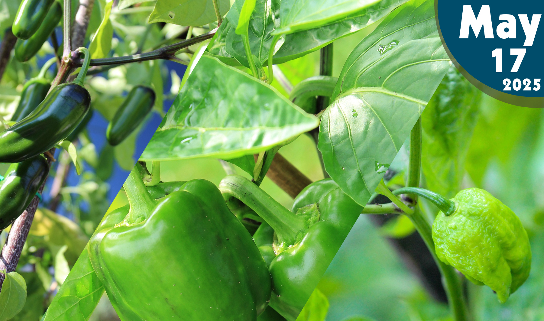 Tipos de Chiles