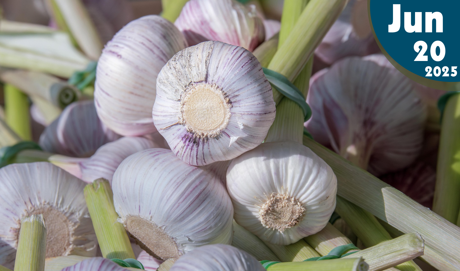 Cultivo de Ajo