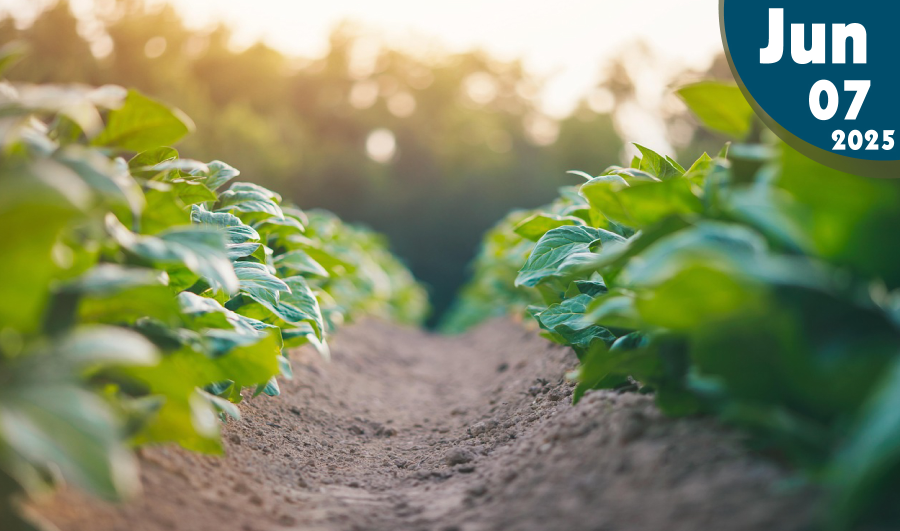 Tipos de radiación en las plantas