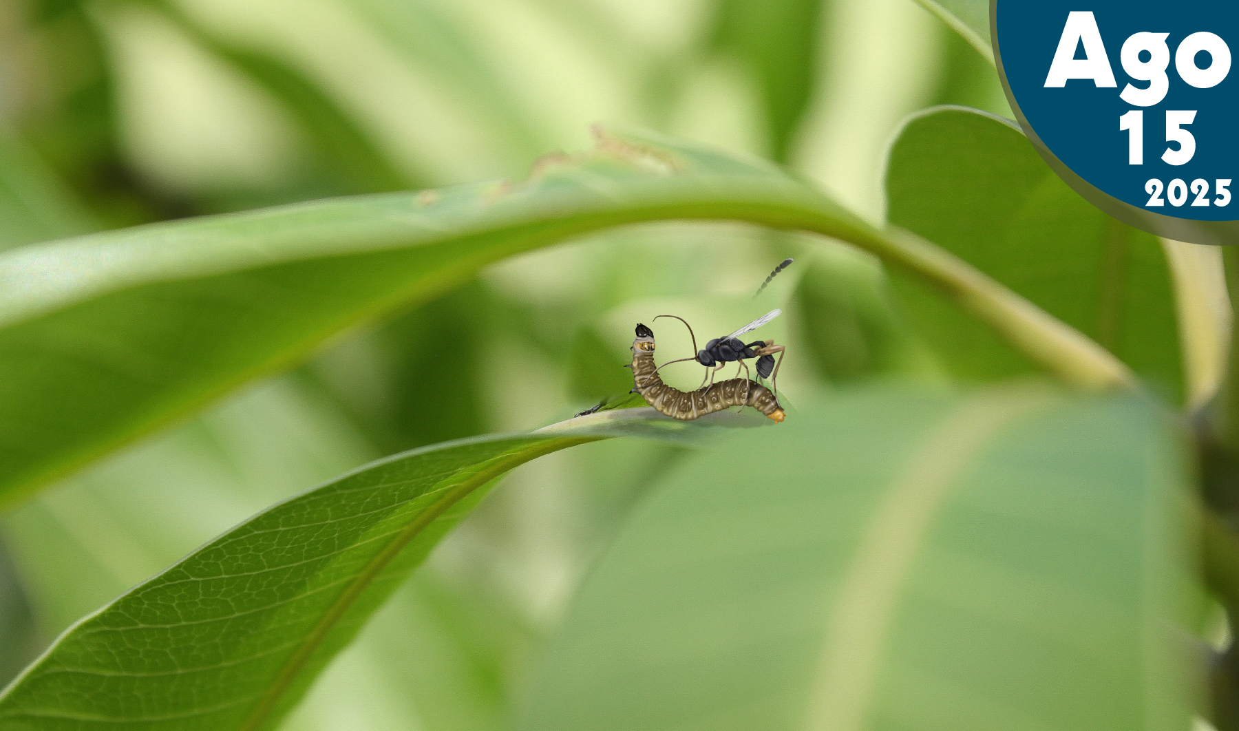 Insectos Parasitoides