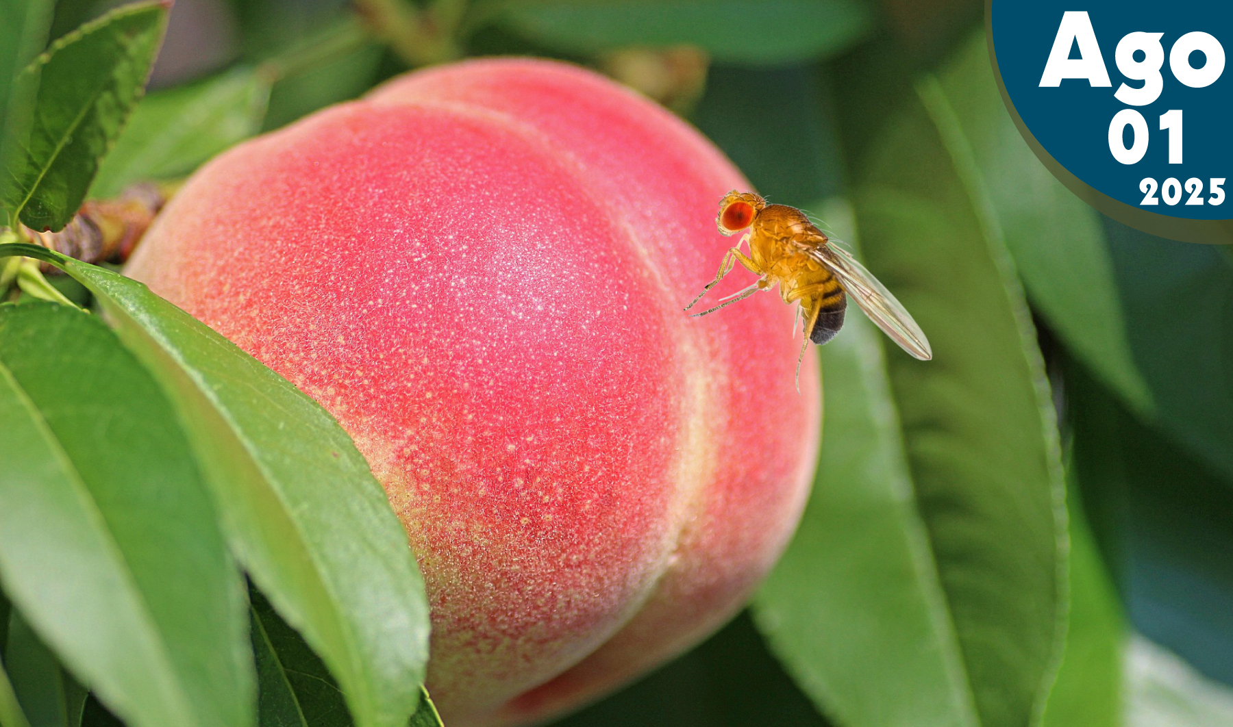Ciclo biológico de la mosca de la fruta