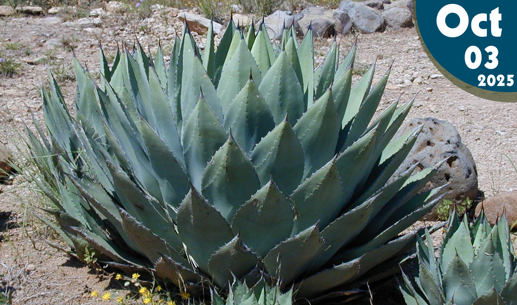 El Agave