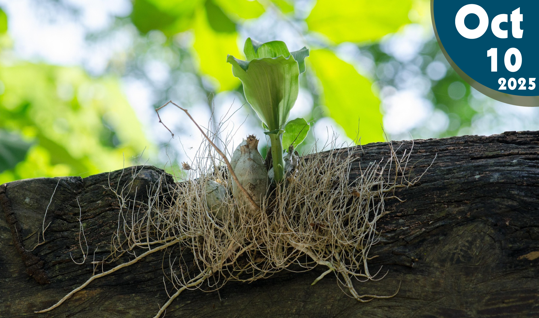 Las raíces de las plantas