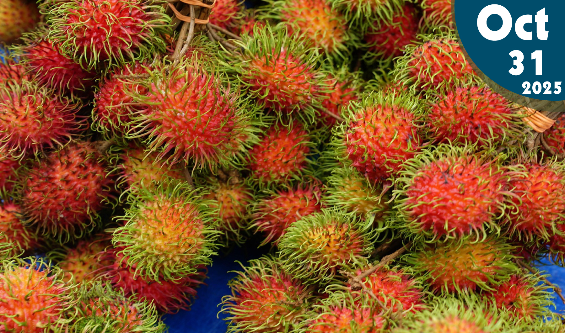 Cultivo de rambután