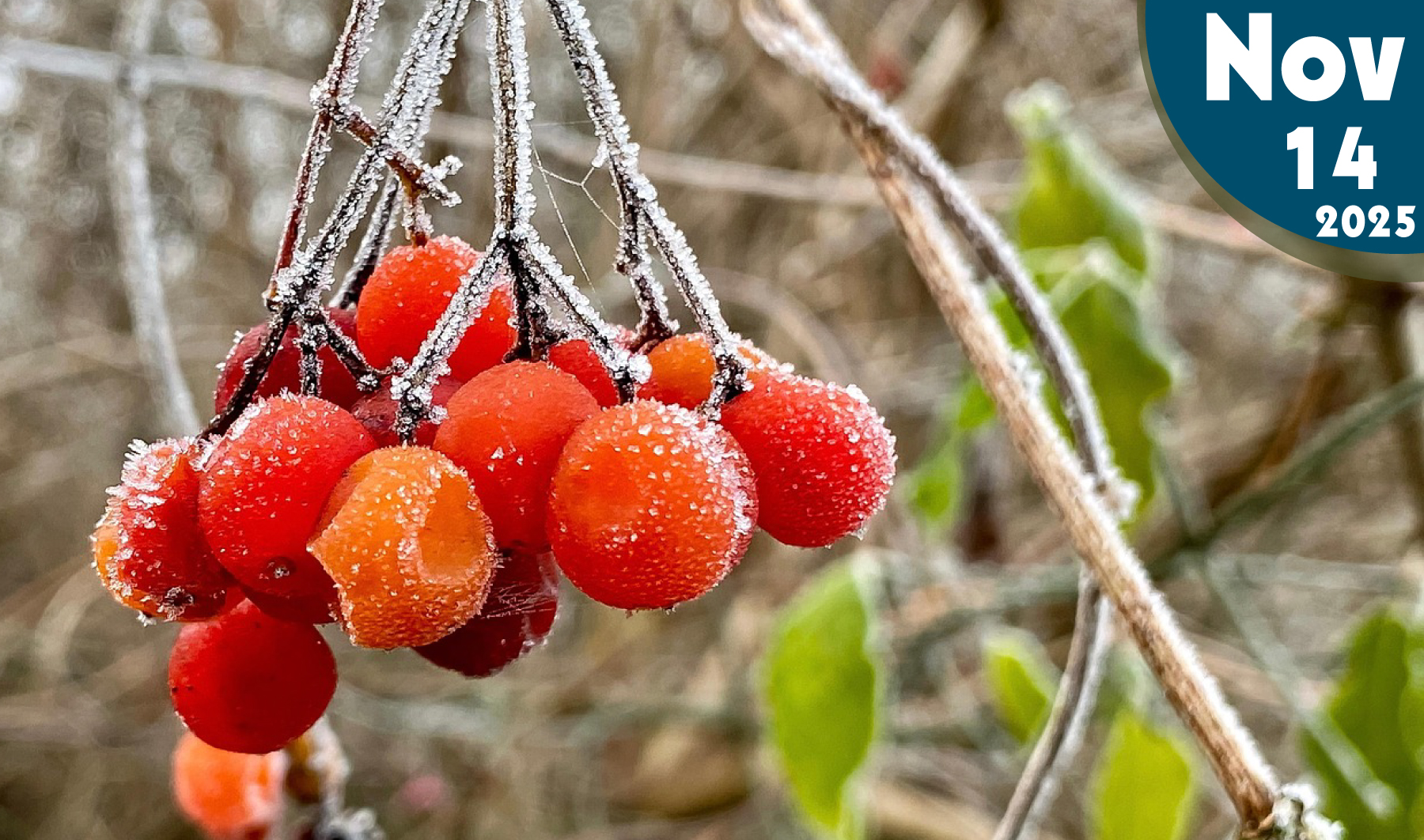 Las heladas en la agricultura