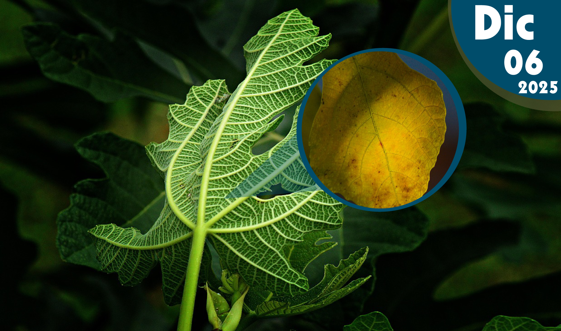 El Manganeso (Mn ) en Plantas