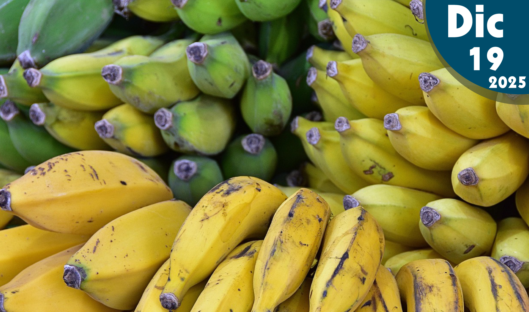 Madurez en los Frutos