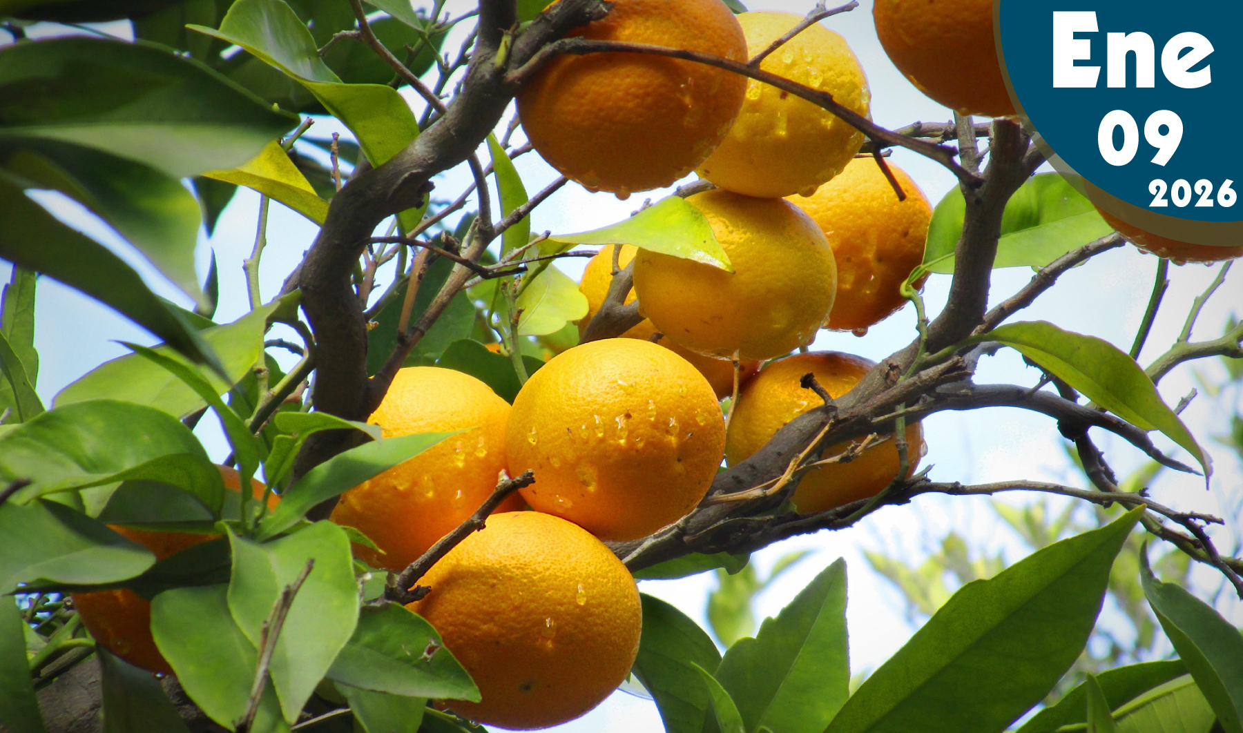 Alternancia en Frutales