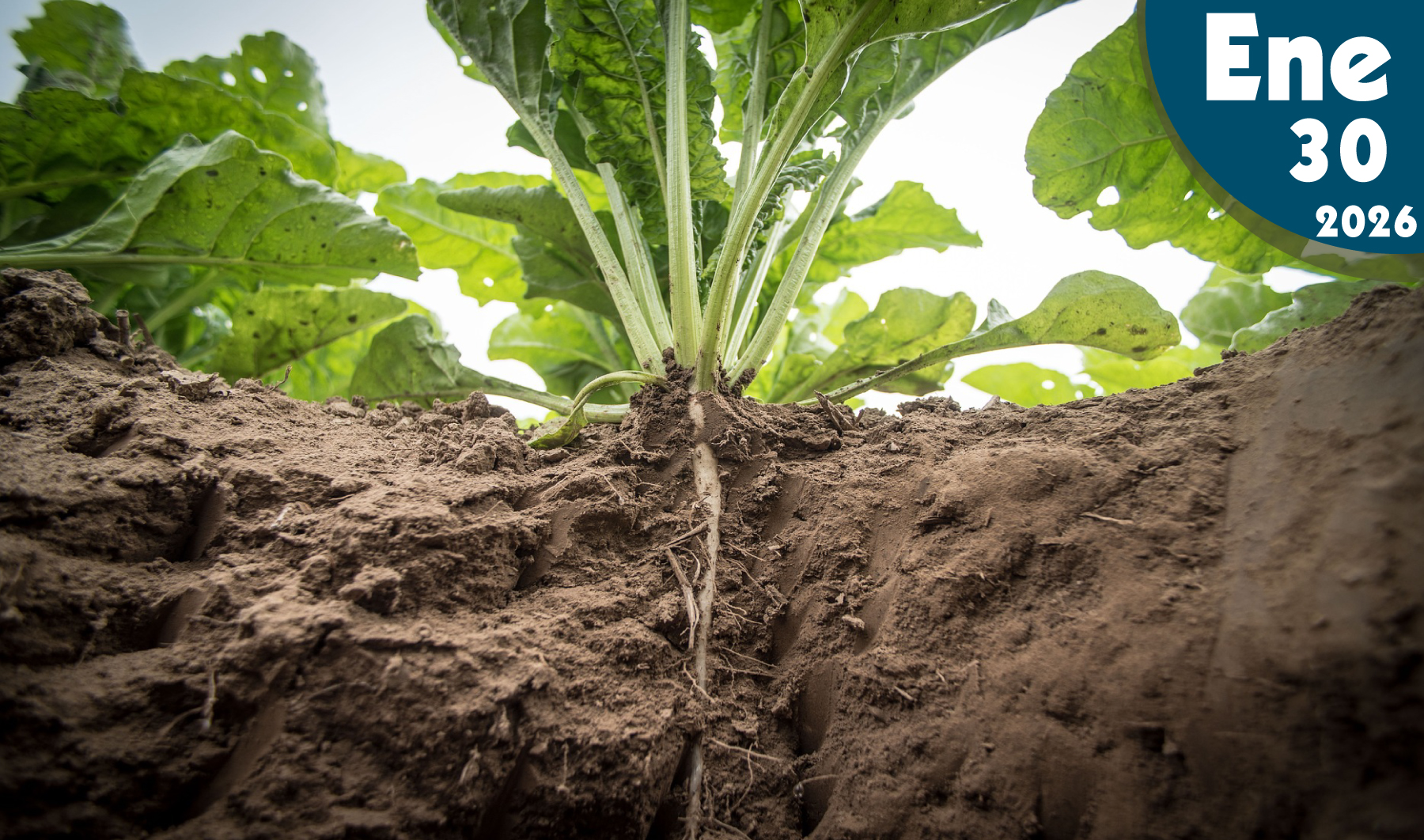 Fertilizantes de liberación lenta