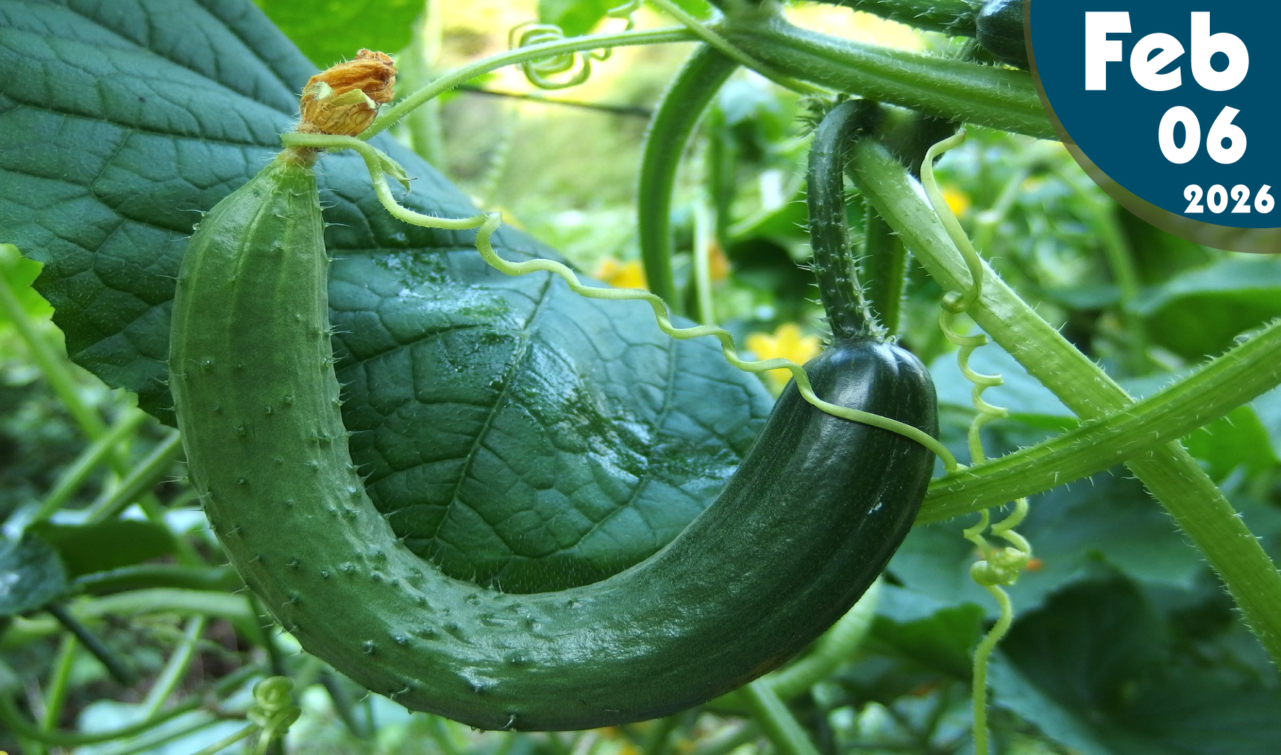 El ácido salicílico en cultivos