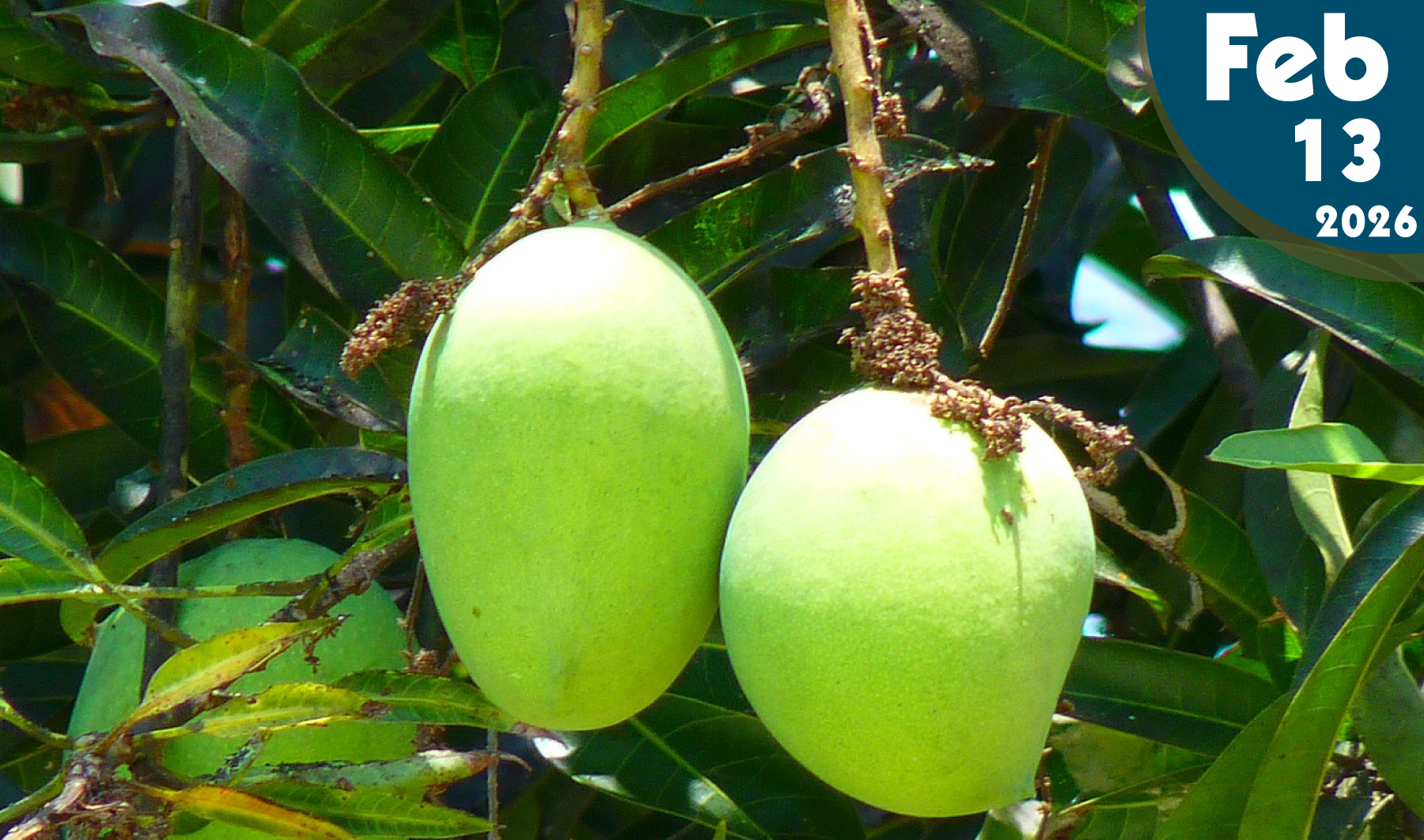 Cultivo de Mango