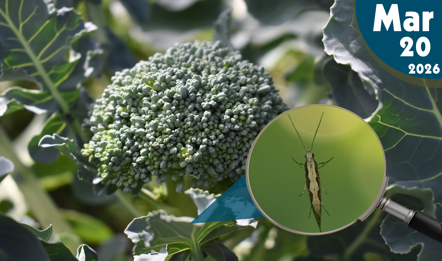 Palomilla Dorso de Diamante