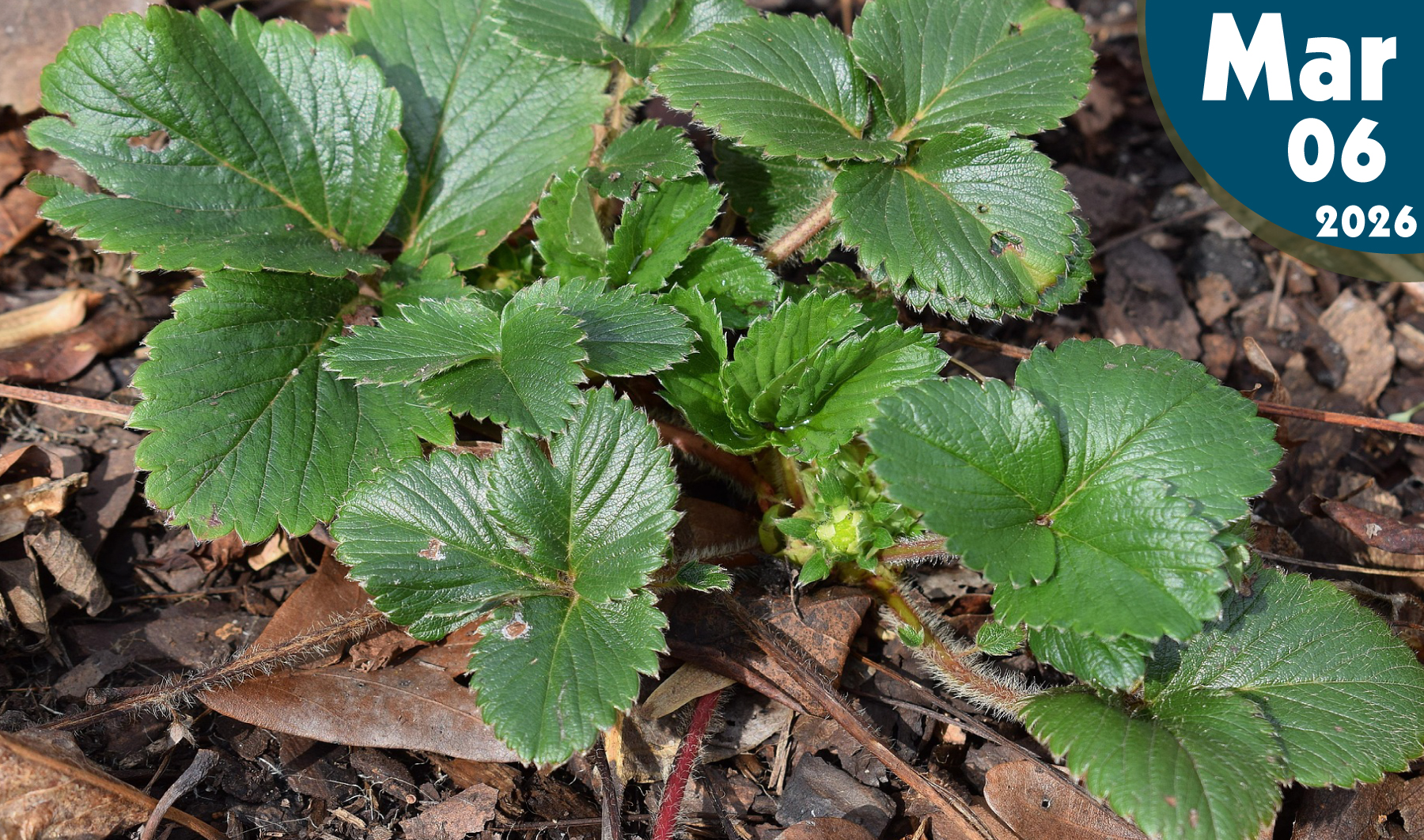 Fertilizantes Fosfóricos