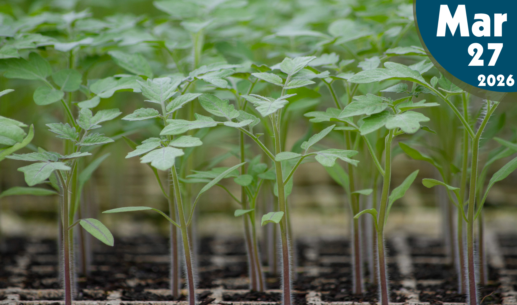 Los injertos en cultivos