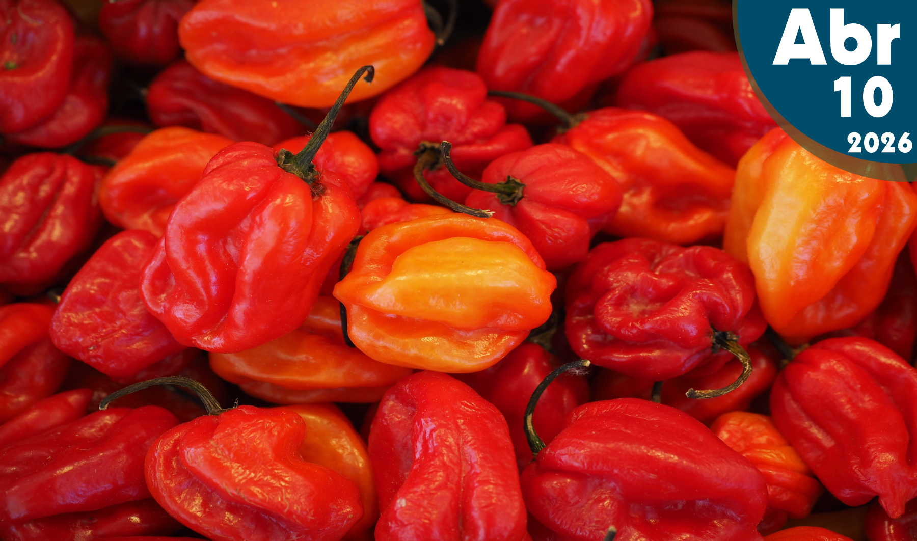 Cultivo de Chile Habanero
